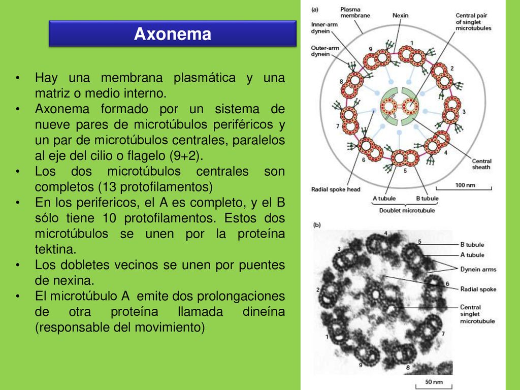 Axonema Hay una membrana plasmática y una matriz o medio interno.