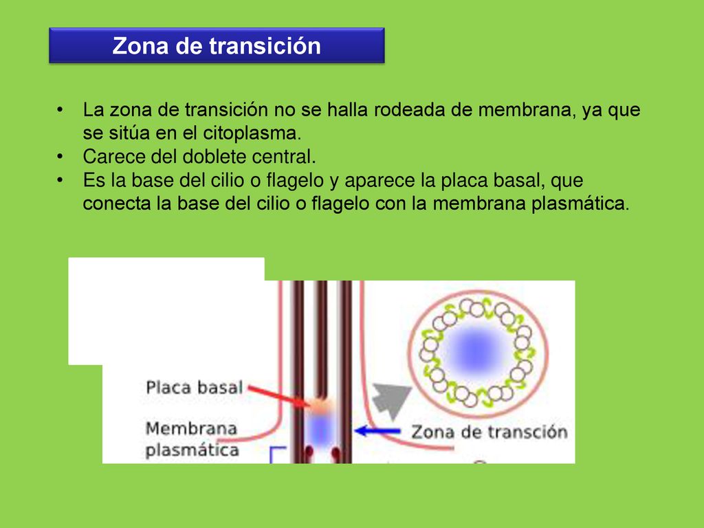 Zona de transición La zona de transición no se halla rodeada de membrana, ya que se sitúa en el citoplasma.
