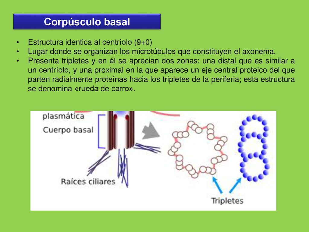 Corpúsculo basal Estructura identica al centríolo (9+0)