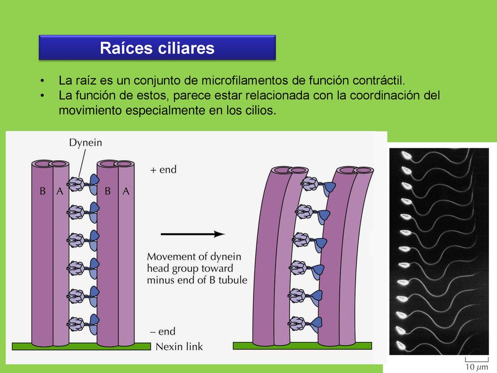 Raíces ciliares La raíz es un conjunto de microfilamentos de función contráctil.
