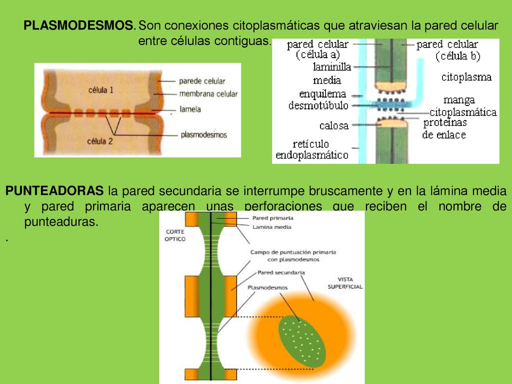 PLASMODESMOS. Son conexiones citoplasmáticas que atraviesan la pared celular entre células contiguas.