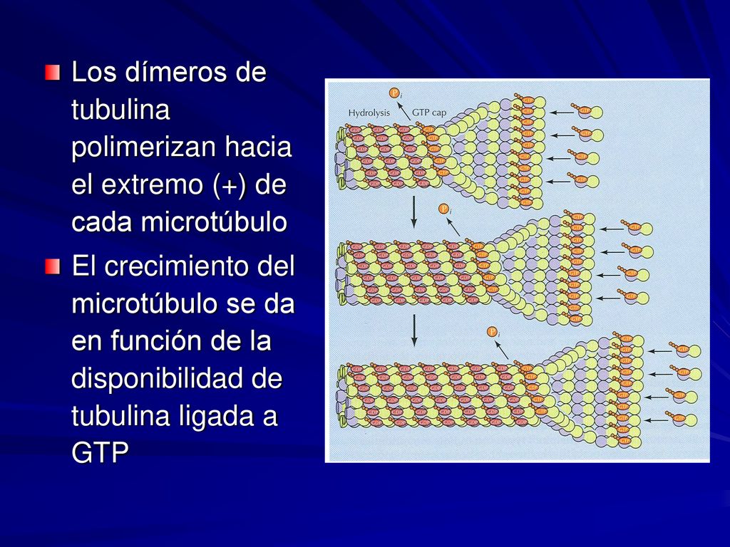 Los dímeros de tubulina polimerizan hacia el extremo (+) de cada microtúbulo