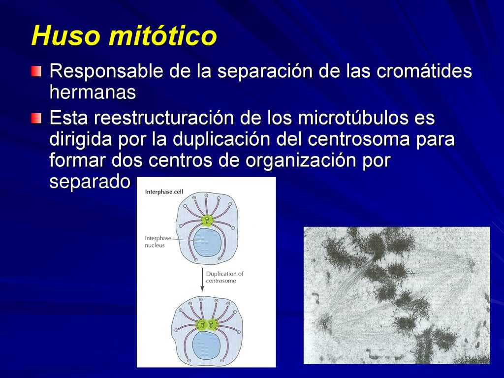 Huso mitótico Responsable de la separación de las cromátides hermanas
