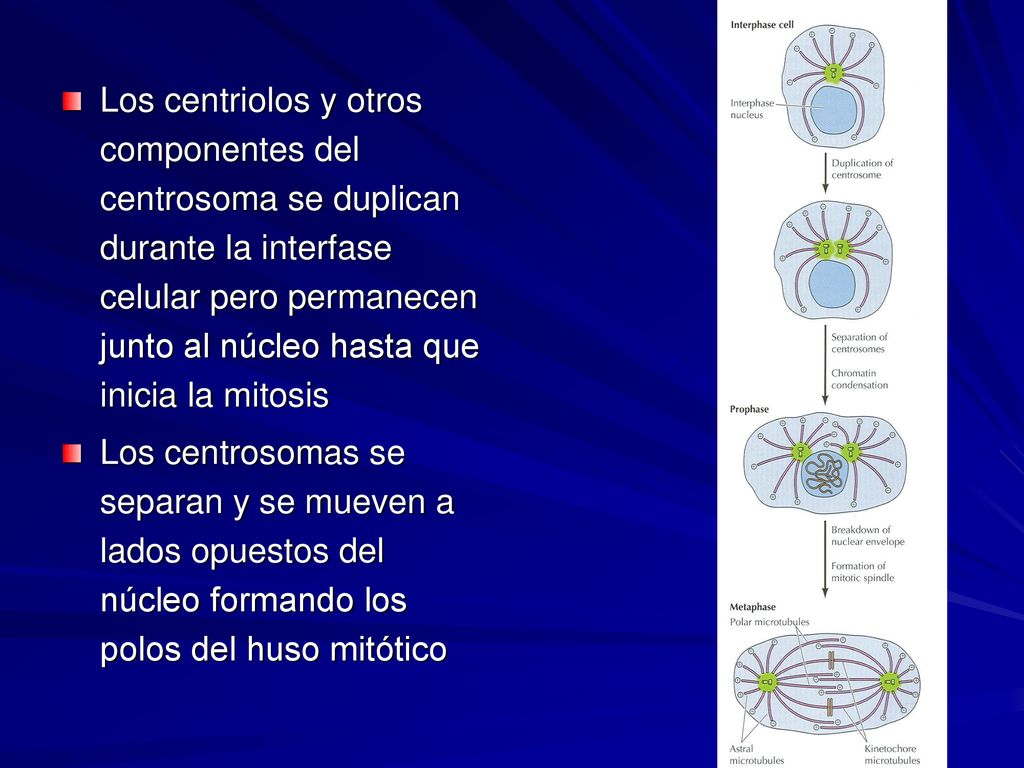 Los centriolos y otros componentes del centrosoma se duplican durante la interfase celular pero permanecen junto al núcleo hasta que inicia la mitosis