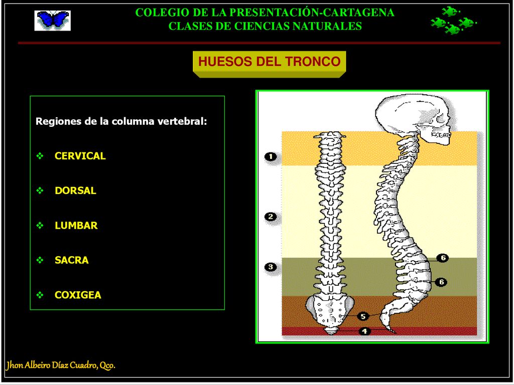 HUESOS DEL TRONCO Regiones de la columna vertebral: CERVICAL DORSAL