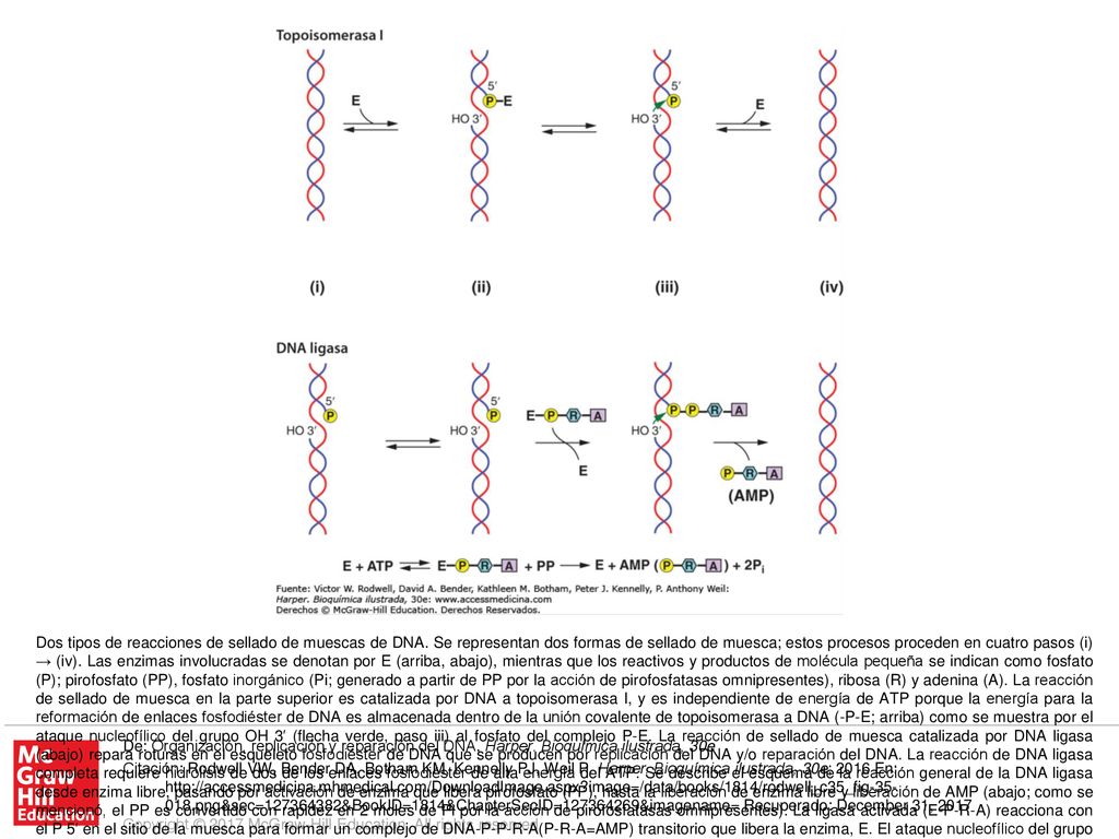 Dos tipos de reacciones de sellado de muescas de DNA