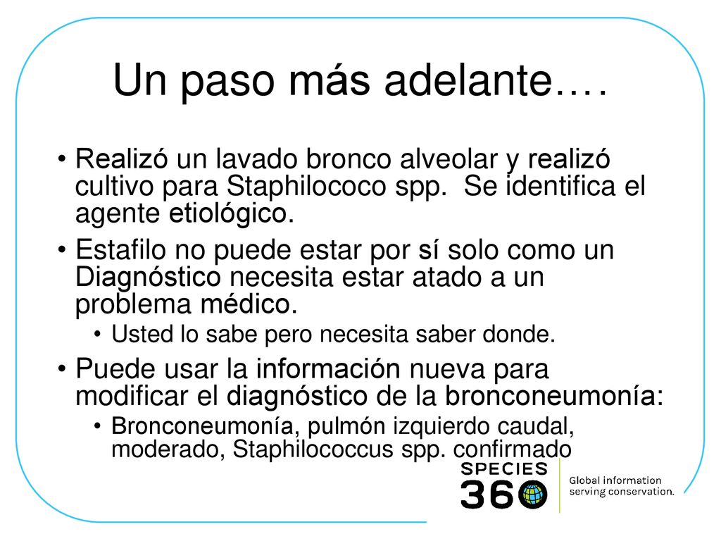 Un paso más adelante…. Realizó un lavado bronco alveolar y realizó cultivo para Staphilococo spp. Se identifica el agente etiológico.