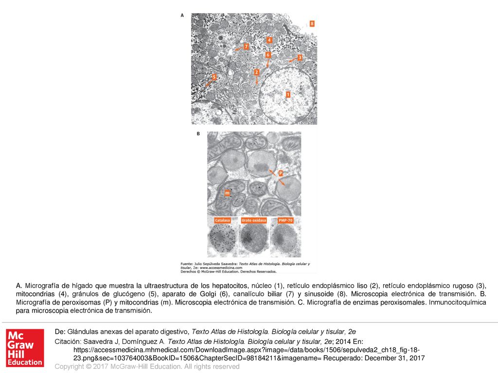 A. Micrografía de hígado que muestra la ultraestructura de los hepatocitos, núcleo (1), retículo endoplásmico liso (2), retículo endoplásmico rugoso (3), mitocondrias (4), gránulos de glucógeno (5), aparato de Golgi (6), canalículo biliar (7) y sinusoide (8). Microscopia electrónica de transmisión. B. Micrografía de peroxisomas (P) y mitocondrias (m). Microscopia electrónica de transmisión. C. Micrografía de enzimas peroxisomales. Inmunocitoquímica para microscopia electrónica de transmisión.