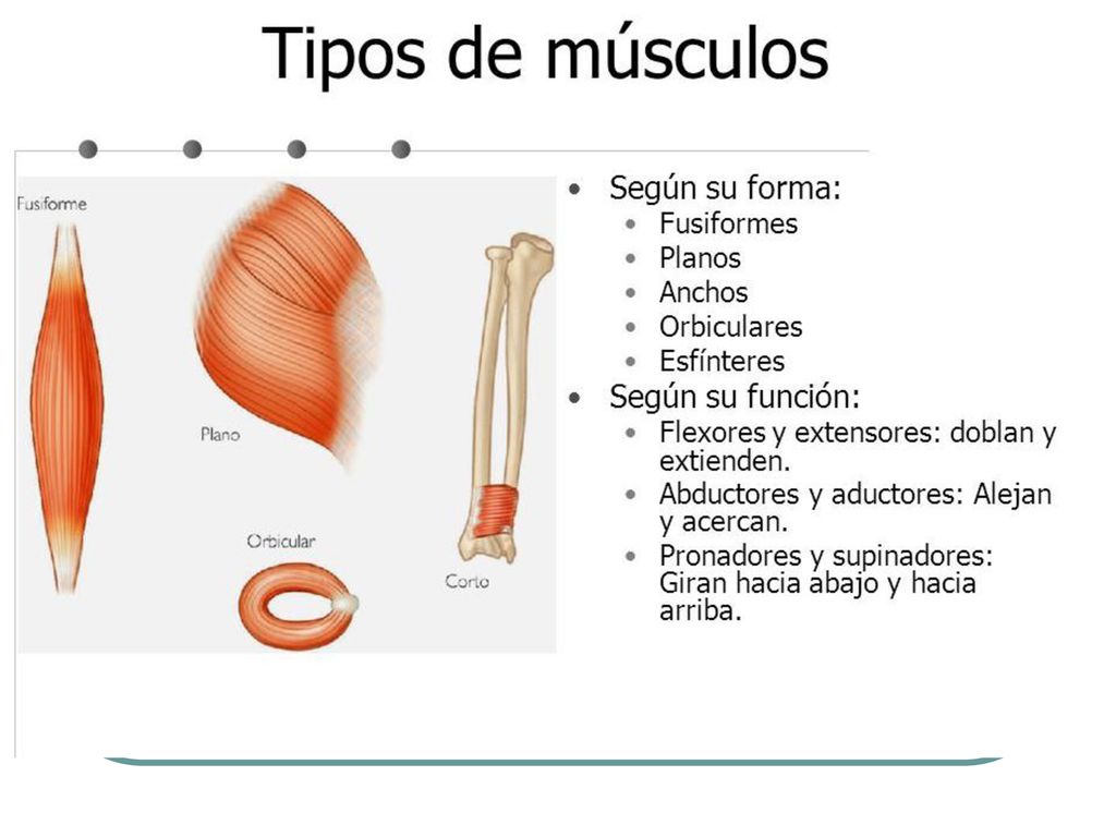 TIPOS DE MÚSCULOS SEGÚN SU FORMA