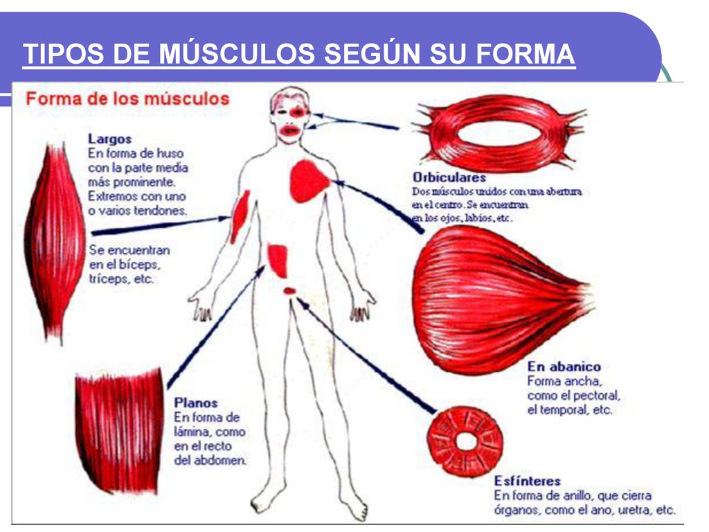 TIPOS DE MÚSCULOS SEGÚN SU FORMA