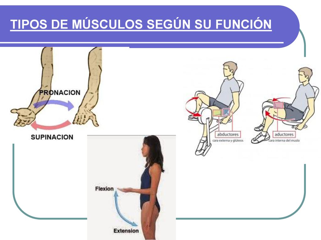 TIPOS DE MÚSCULOS SEGÚN SU FUNCIÓN