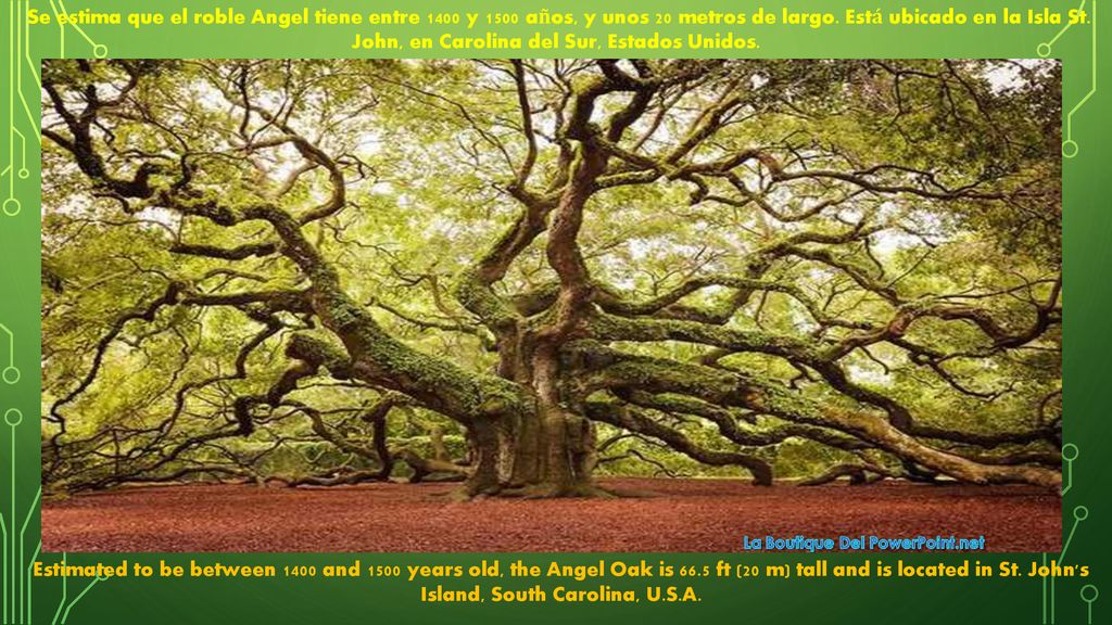 Se estima que el roble Angel tiene entre 1400 y 1500 años, y unos 20 metros de largo. Está ubicado en la Isla St. John, en Carolina del Sur, Estados Unidos.