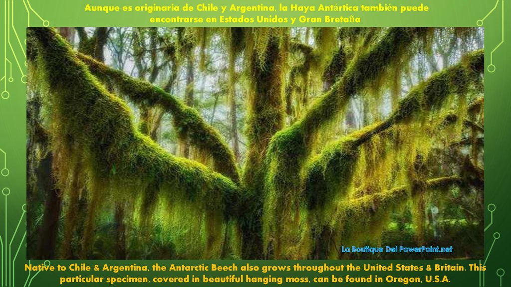 Aunque es originaria de Chile y Argentina, la Haya Antártica también puede encontrarse en Estados Unidos y Gran Bretaña