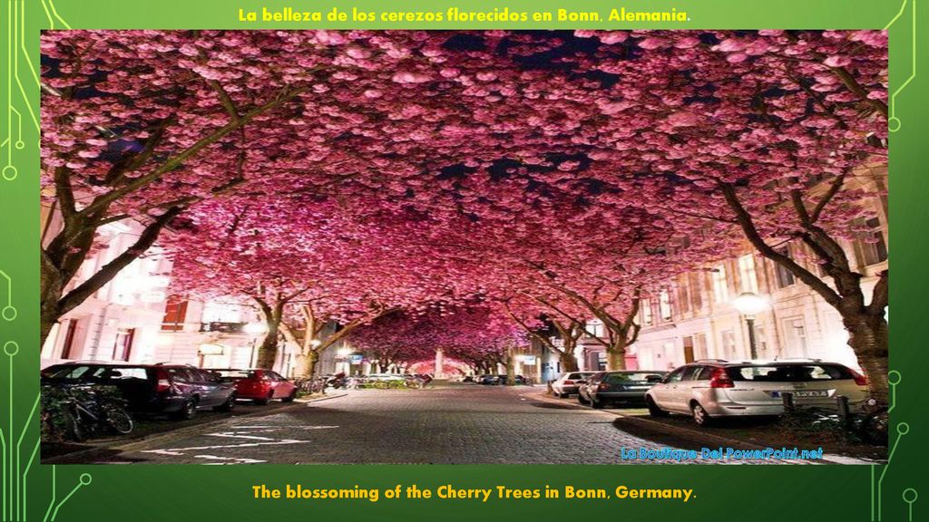 La belleza de los cerezos florecidos en Bonn, Alemania.