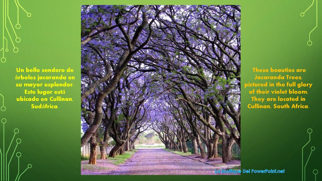 Un bello sendero de árboles jacaranda en su mayor esplendor