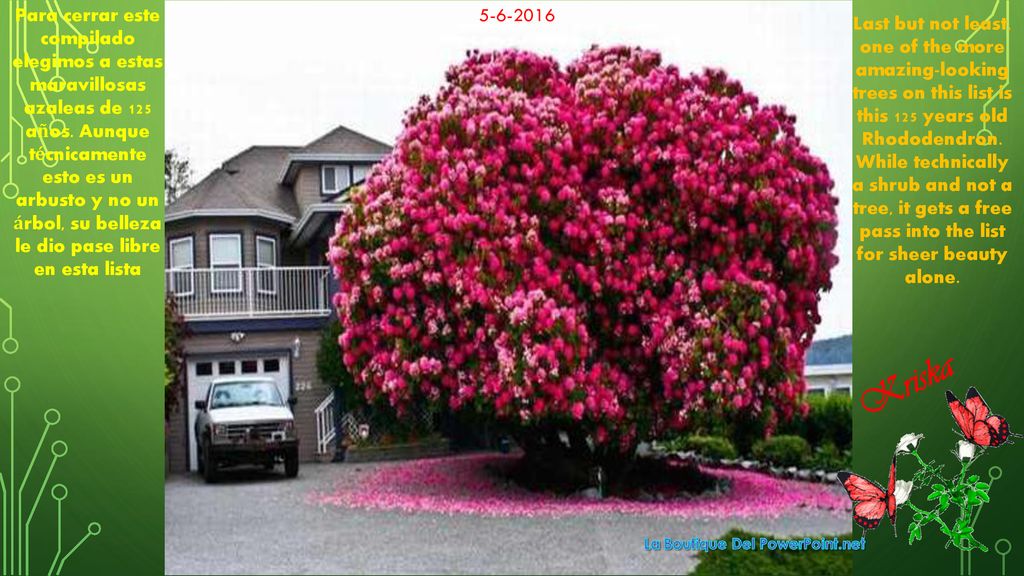 Para cerrar este compilado elegimos a estas maravillosas azaleas de 125 años. Aunque técnicamente esto es un arbusto y no un árbol, su belleza le dio pase libre en esta lista