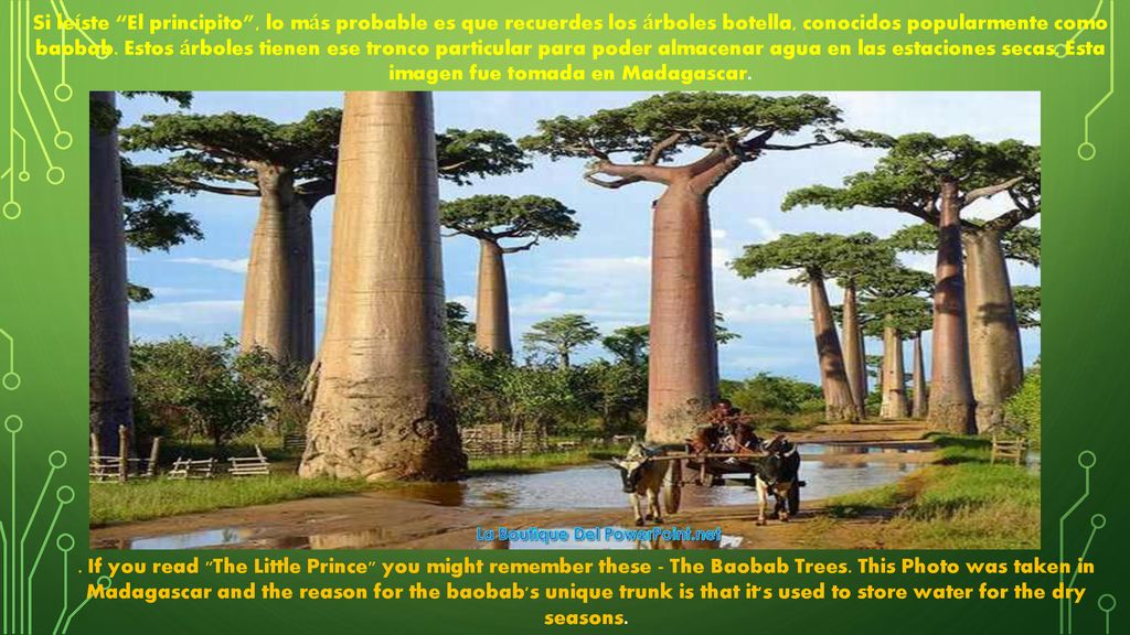 Si leíste El principito , lo más probable es que recuerdes los árboles botella, conocidos popularmente como baobab. Estos árboles tienen ese tronco particular para poder almacenar agua en las estaciones secas. Esta imagen fue tomada en Madagascar.