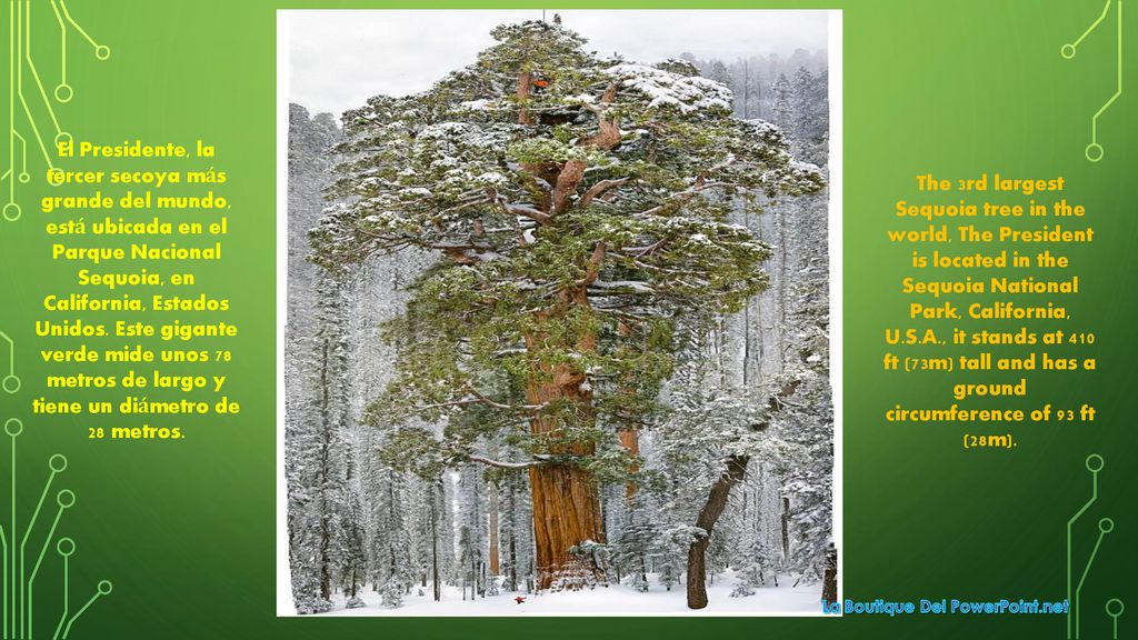 El Presidente, la tercer secoya más grande del mundo, está ubicada en el Parque Nacional Sequoia, en California, Estados Unidos. Este gigante verde mide unos 78 metros de largo y tiene un diámetro de 28 metros.