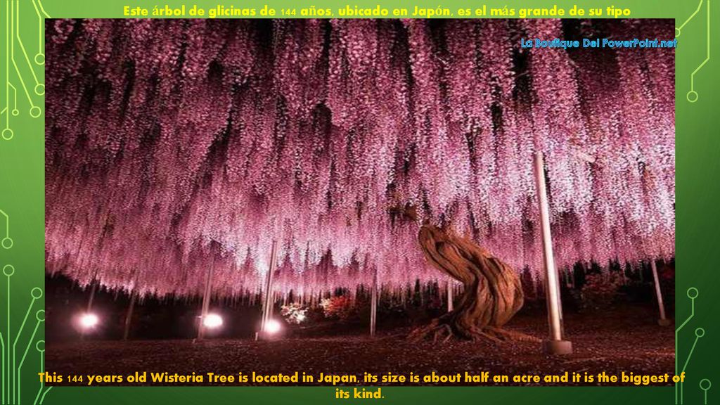 Este árbol de glicinas de 144 años, ubicado en Japón, es el más grande de su tipo