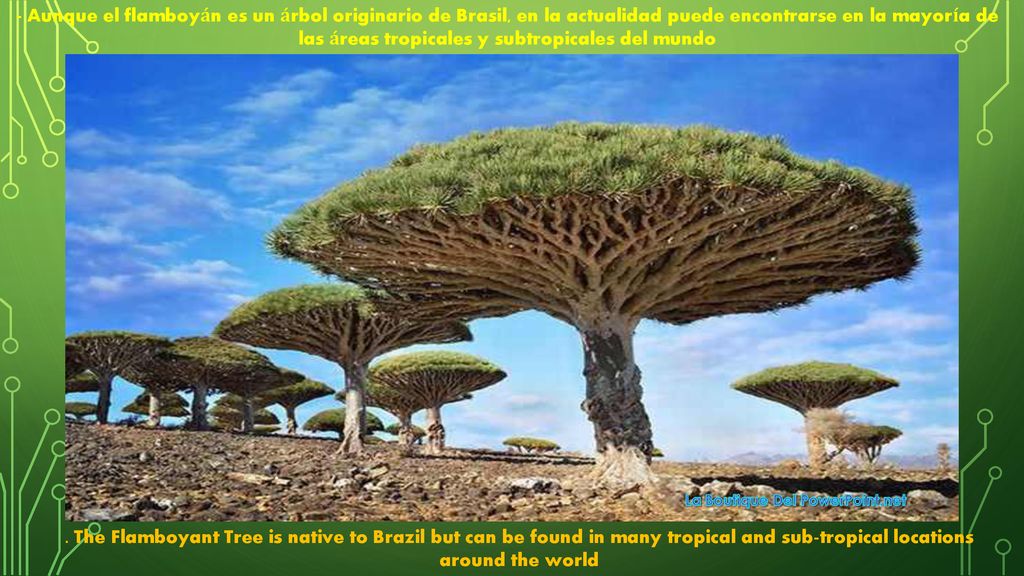 - Aunque el flamboyán es un árbol originario de Brasil, en la actualidad puede encontrarse en la mayoría de las áreas tropicales y subtropicales del mundo