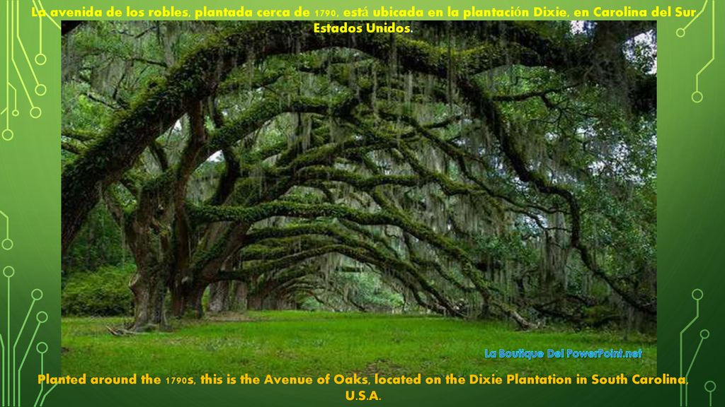 La avenida de los robles, plantada cerca de 1790, está ubicada en la plantación Dixie, en Carolina del Sur, Estados Unidos.