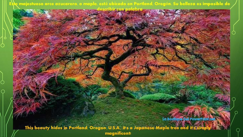 Este majestuoso arce azucarero, o maple, está ubicado en Portland, Oregón. Su belleza es imposible de describir con palabra