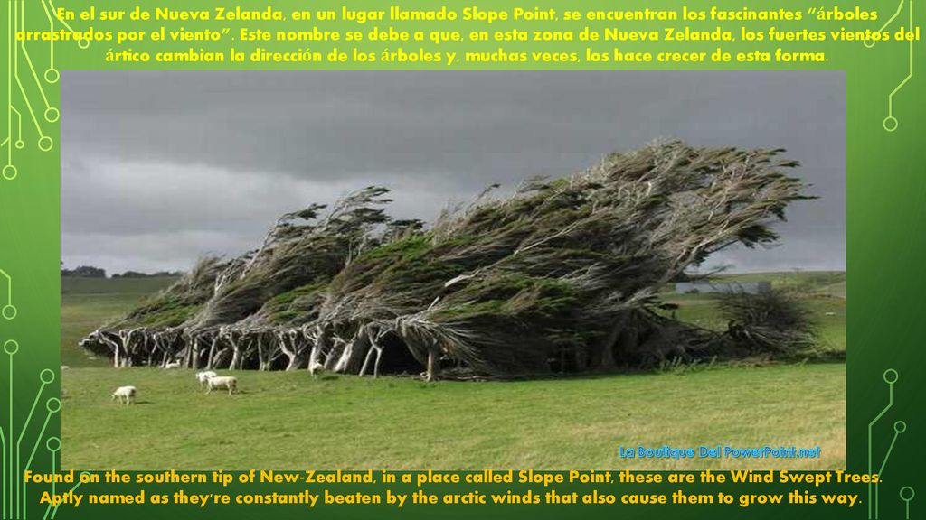 En el sur de Nueva Zelanda, en un lugar llamado Slope Point, se encuentran los fascinantes árboles arrastrados por el viento . Este nombre se debe a que, en esta zona de Nueva Zelanda, los fuertes vientos del ártico cambian la dirección de los árboles y, muchas veces, los hace crecer de esta forma.