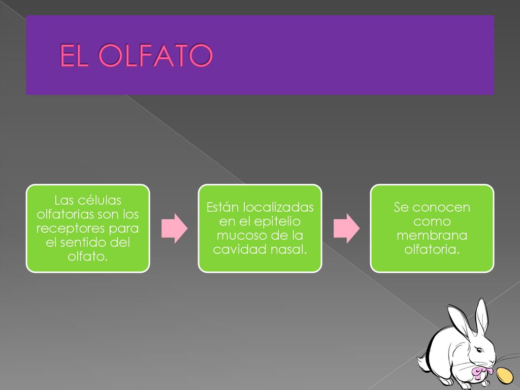 EL OLFATO Las células olfatorias son los receptores para el sentido del olfato. Están localizadas en el epitelio mucoso de la cavidad nasal.