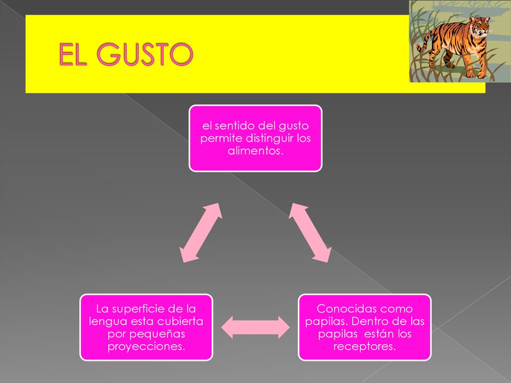 EL GUSTO el sentido del gusto permite distinguir los alimentos.