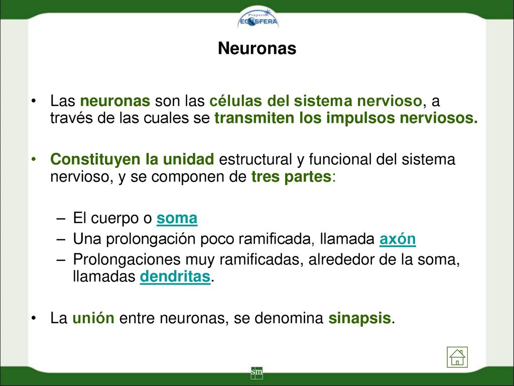 Neuronas Las neuronas son las células del sistema nervioso, a través de las cuales se transmiten los impulsos nerviosos.