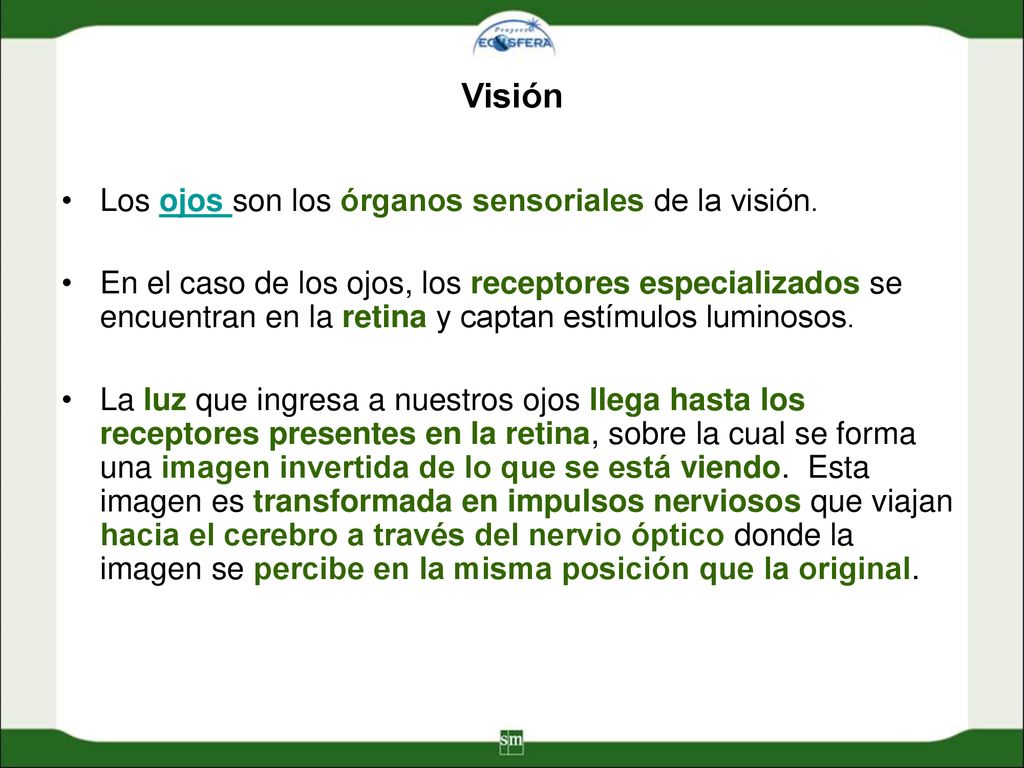 Visión Los ojos son los órganos sensoriales de la visión.