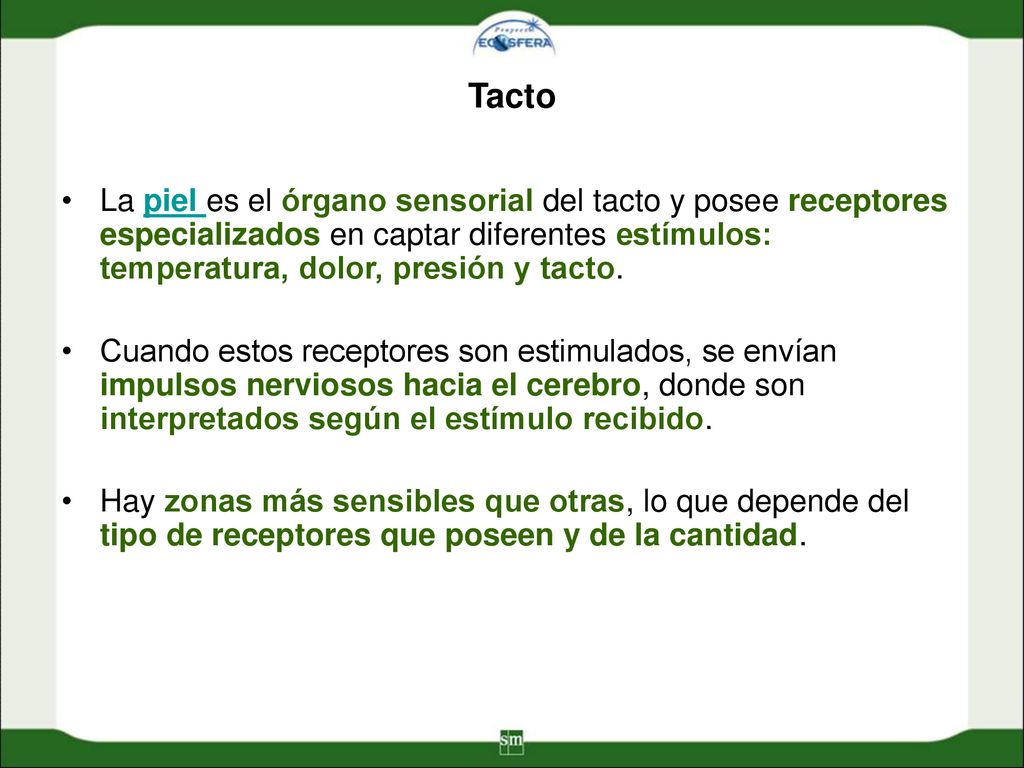 Tacto La piel es el órgano sensorial del tacto y posee receptores especializados en captar diferentes estímulos: temperatura, dolor, presión y tacto.