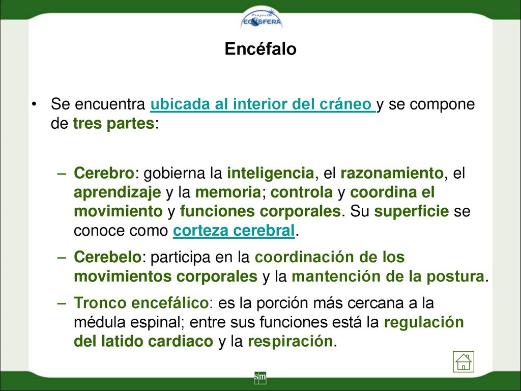 Encéfalo Se encuentra ubicada al interior del cráneo y se compone de tres partes: