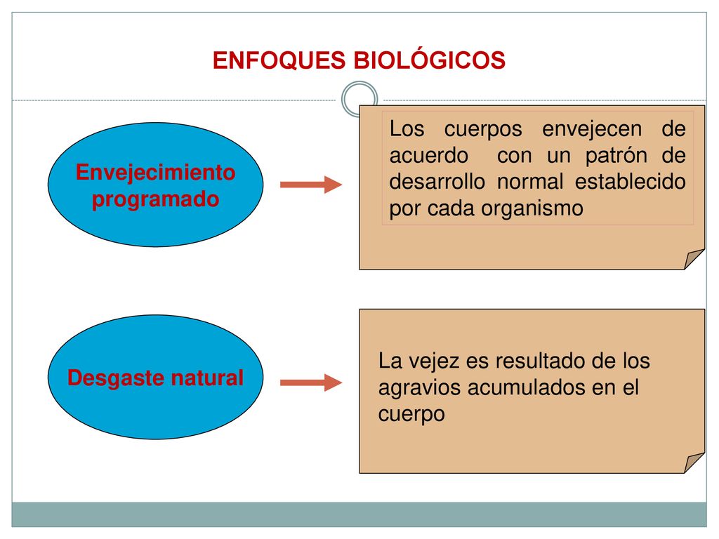 ENFOQUES BIOLÓGICOS Los cuerpos envejecen de acuerdo con un patrón de desarrollo normal establecido por cada organismo.