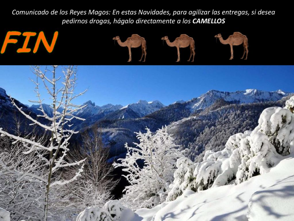 Comunicado de los Reyes Magos: En estas Navidades, para agilizar las entregas, si desea pedirnos drogas, hágalo directamente a los CAMELLOS