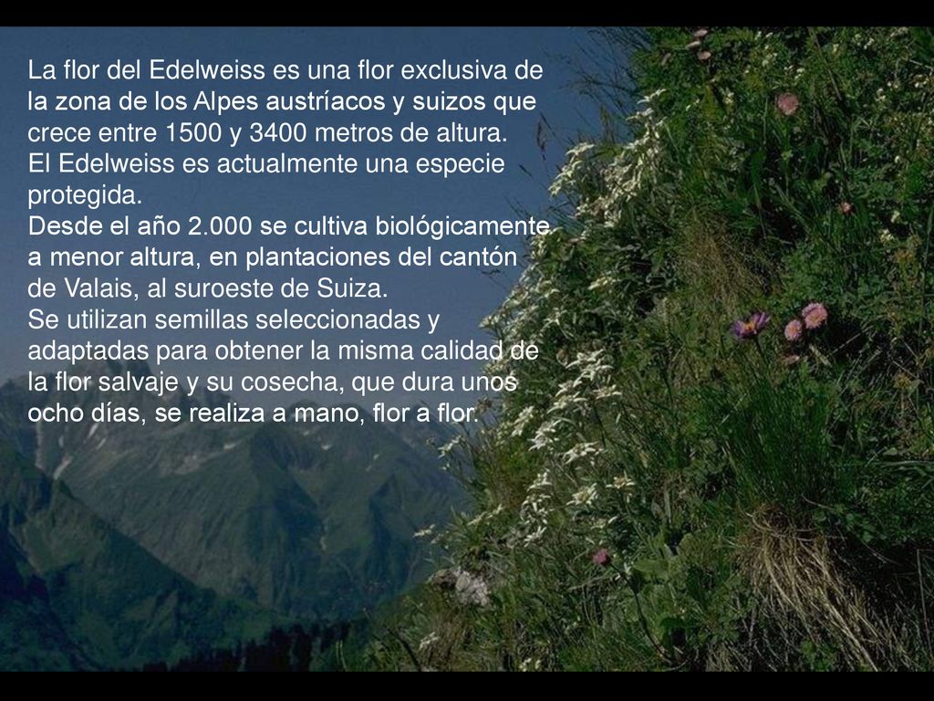 La flor del Edelweiss es una flor exclusiva de la zona de los Alpes austríacos y suizos que crece entre 1500 y 3400 metros de altura.