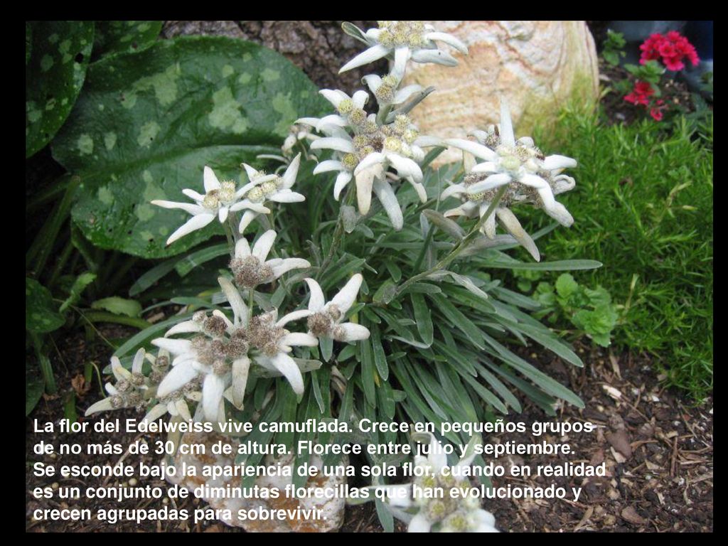 La flor del Edelweiss vive camuflada. Crece en pequeños grupos