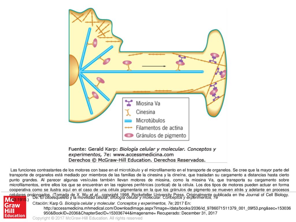 Las funciones contrastantes de los motores con base en el microtúbulo y el microfilamento en el transporte de organelos. Se cree que la mayor parte del transporte de organelos está mediado por miembros de las familias de la cinesina y la dineína, que trasladan su cargamento a distancias hasta cierto punto grandes. Al parecer algunas vesículas también llevan motores de miosina, como la miosina Va, que transporta su cargamento sobre microfilamentos, entre ellos los que se encuentran en las regiones periféricas (cortical) de la célula. Los dos tipos de motores pueden actuar en forma cooperativa como se ilustra aquí en el caso de una célula pigmentaria en la que los gránulos de pigmento se mueven atrás y adelante en procesos celulares prolongados. (Tomada de X. Wu et al., copyright 1998, Rockefeller University Press. Originalmente publicada en the Journal of Cell Biology. 143:1915.)