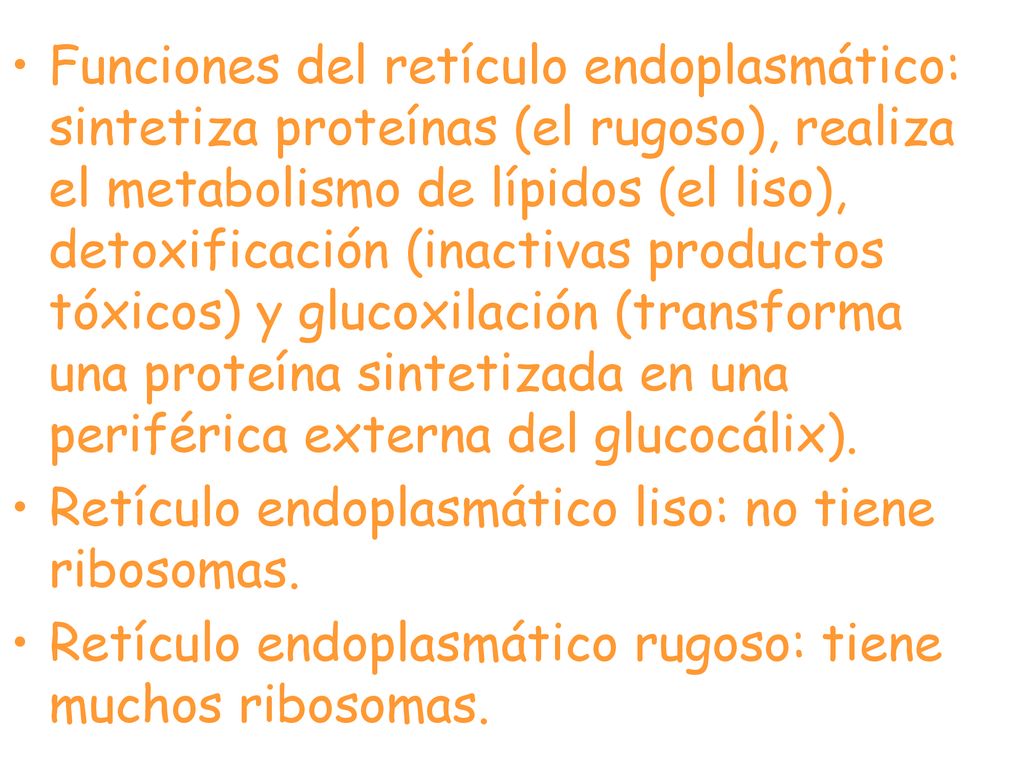 Funciones del retículo endoplasmático: sintetiza proteínas (el rugoso), realiza el metabolismo de lípidos (el liso), detoxificación (inactivas productos tóxicos) y glucoxilación (transforma una proteína sintetizada en una periférica externa del glucocálix).