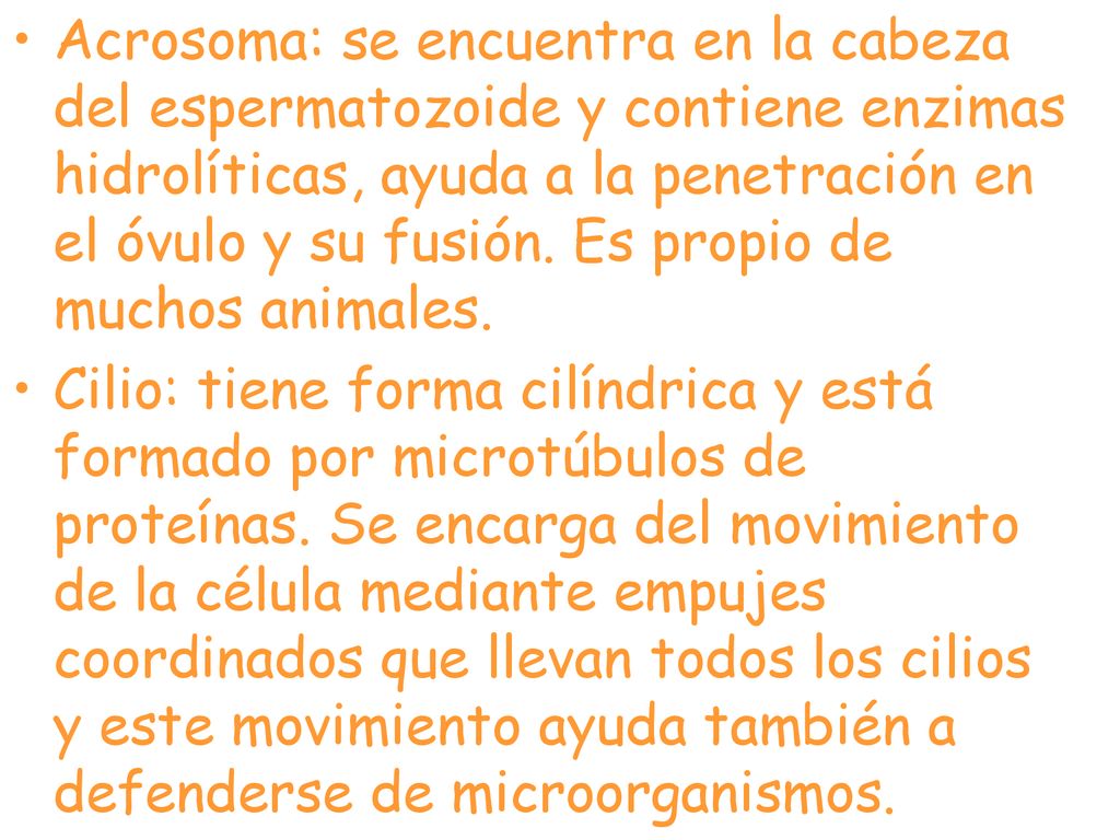 Acrosoma: se encuentra en la cabeza del espermatozoide y contiene enzimas hidrolíticas, ayuda a la penetración en el óvulo y su fusión. Es propio de muchos animales.