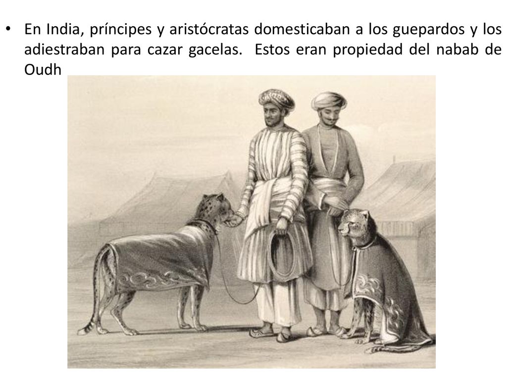 En India, príncipes y aristócratas domesticaban a los guepardos y los adiestraban para cazar gacelas.