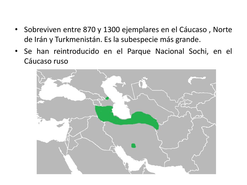 Sobreviven entre 870 y 1300 ejemplares en el Cáucaso , Norte de Irán y Turkmenistán. Es la subespecie más grande.