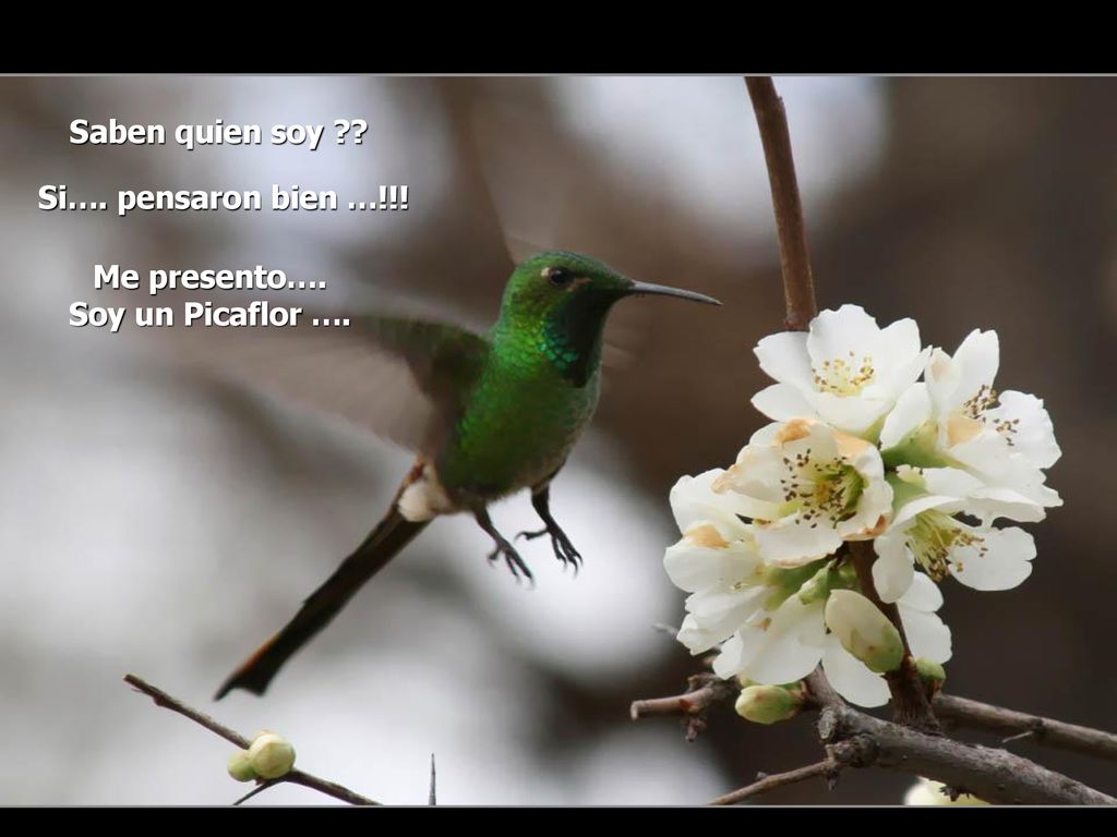 Saben quien soy Si…. pensaron bien …!!! Me presento…. Soy un Picaflor ….