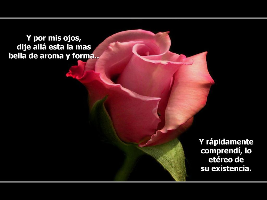 Y por mis ojos, dije allá esta la mas. bella de aroma y forma.. Y rápidamente. comprendí, lo. etéreo de.