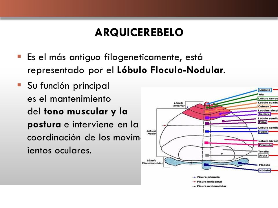 ARQUICEREBELO Es el más antiguo filogeneticamente, está representado por el Lóbulo Floculo-Nodular.