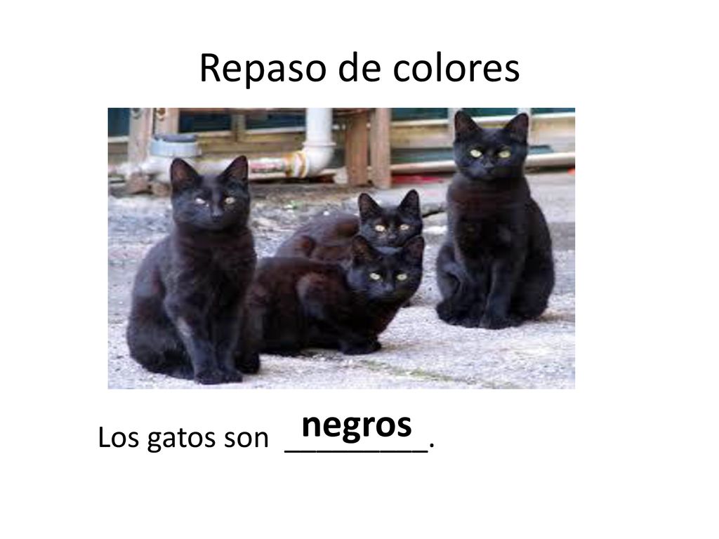 Repaso de colores negros Los gatos son _________.