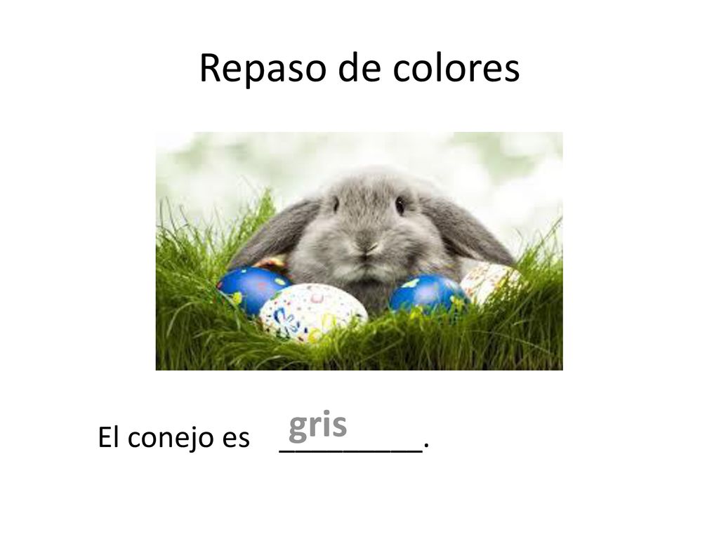 Repaso de colores gris El conejo es _________.