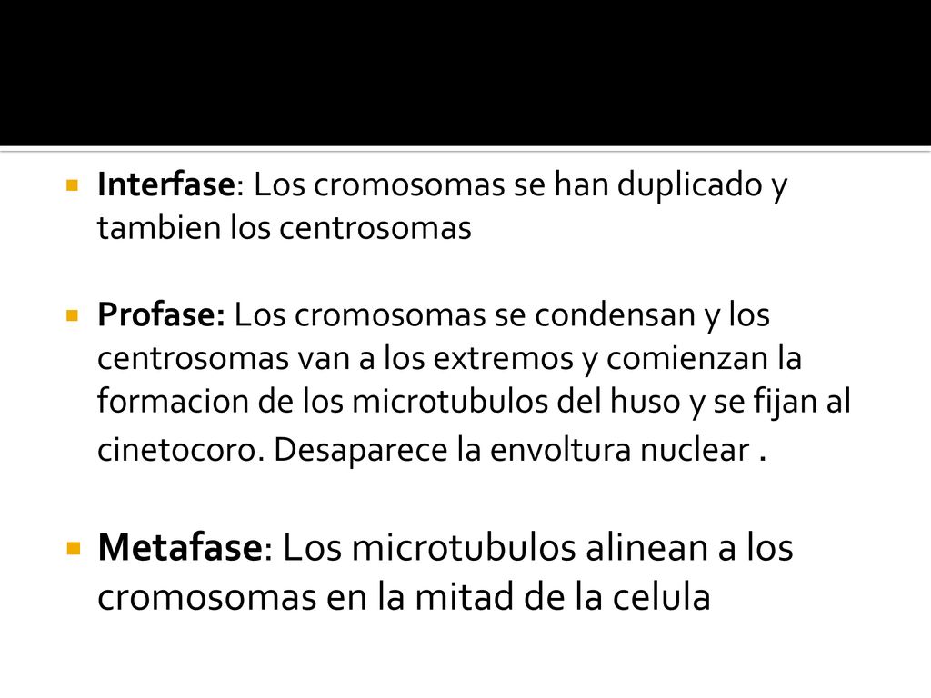 Interfase: Los cromosomas se han duplicado y tambien los centrosomas