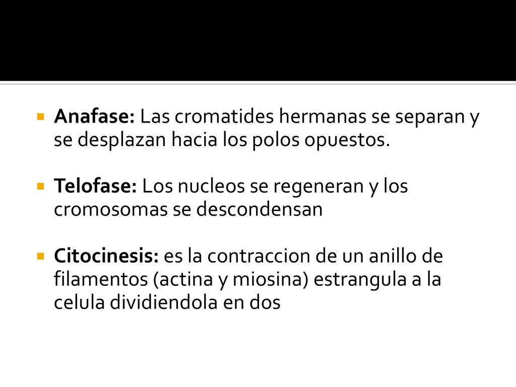 Anafase: Las cromatides hermanas se separan y se desplazan hacia los polos opuestos.