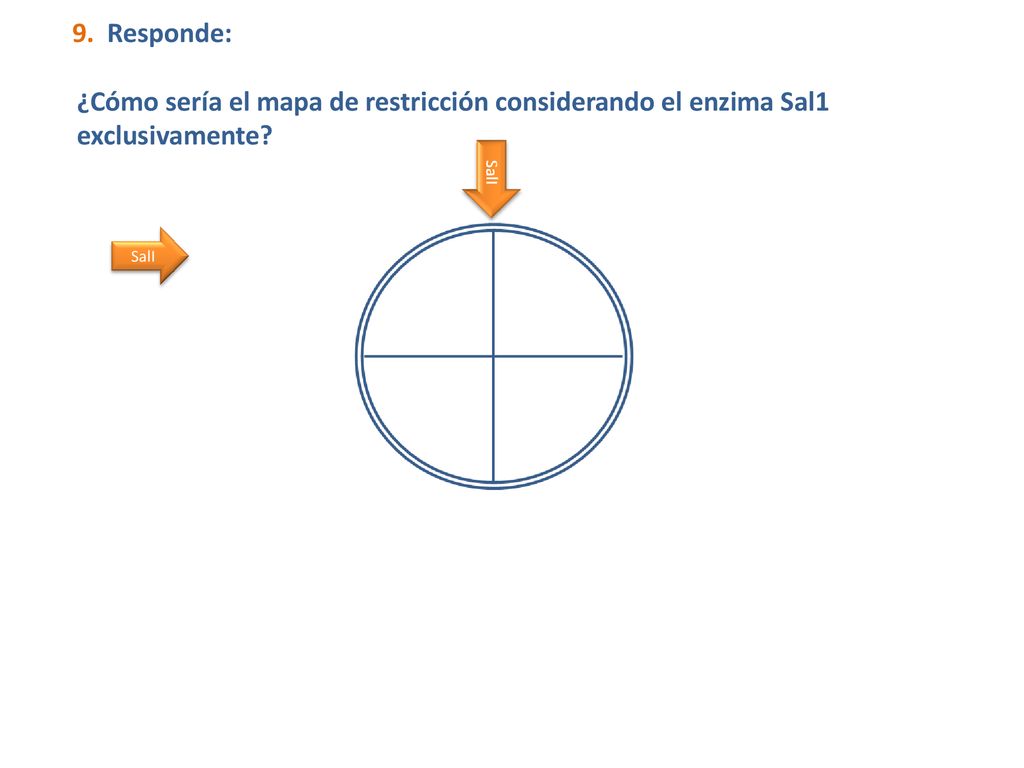 9. Responde: ¿Cómo sería el mapa de restricción considerando el enzima Sal1 exclusivamente SalI